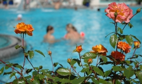 Lachsfarbene Rosen am großen Ausßenbecken im Thermalbadebereich